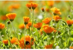 Weleda Baby Calendula Bodycrème -Babyproducten 1200x825 3