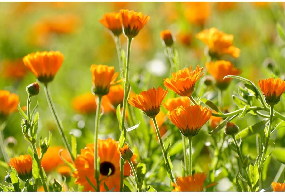 Weleda Baby Calendula Welterustenbad 2 Weleda Baby Calendula Welterustenbad - Afbeelding 2