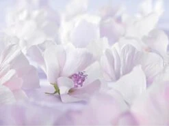 Weleda Baby Sensitive Witte Malva Gezichtscrème -Babyproducten 1200x900 55